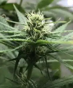 Avidekel Feminized Cannabis Seeds | The Seed Fair