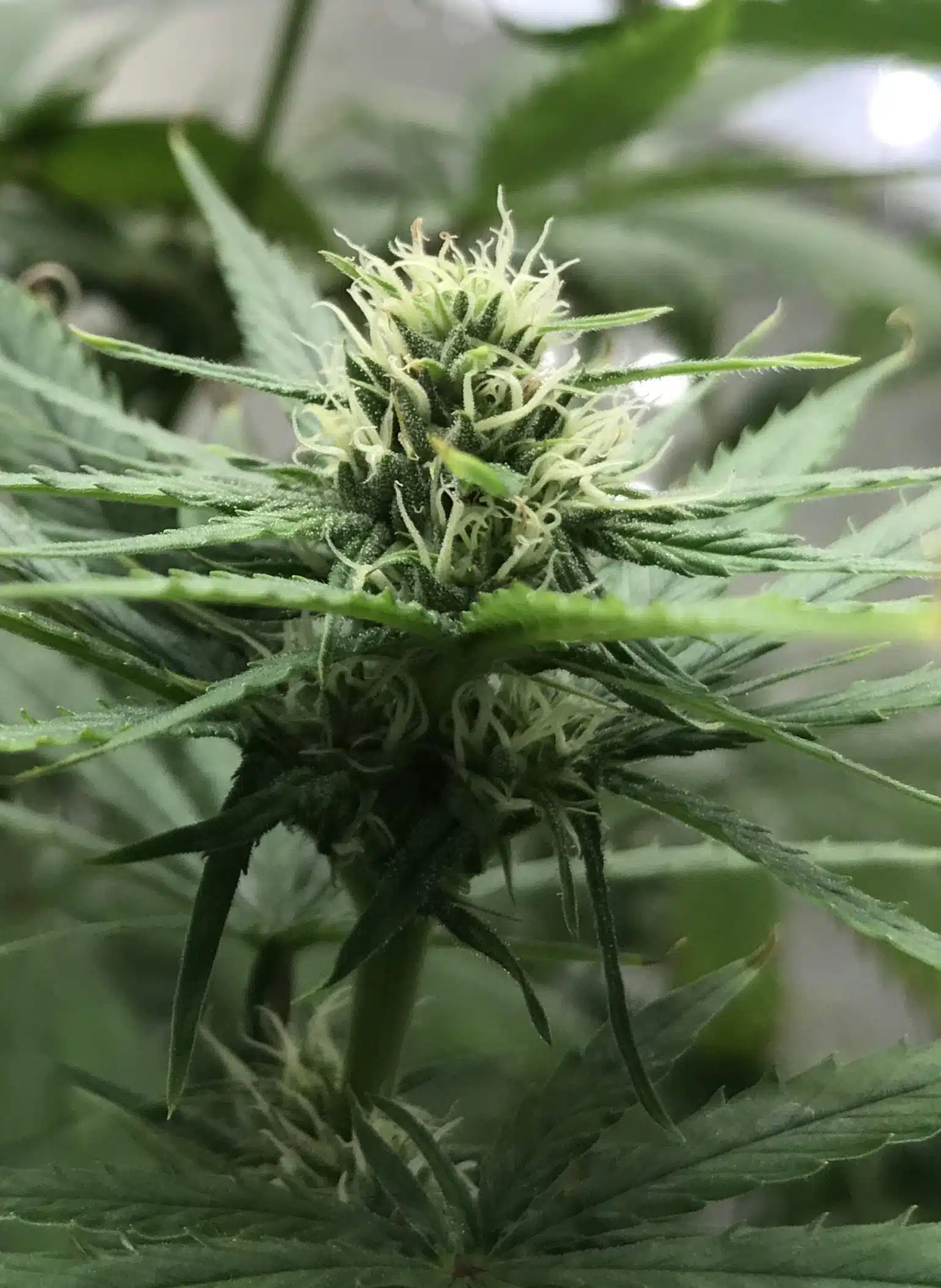 Avidekel Feminized Cannabis Seeds | The Seed Fair