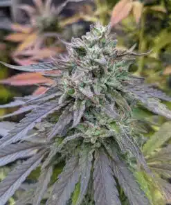 Blue Walker Feminized Cannabis Seeds | The Seed Fair
