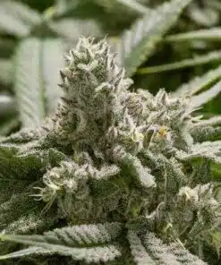 Bubba Fett Feminized Cannabis Seeds | The Seed Fair