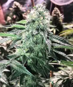 Glue 75 Feminized Cannabis Seeds | The Seed Fair