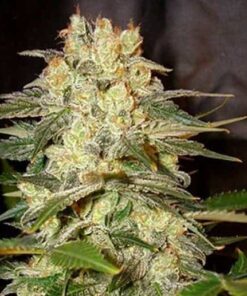 Holy Moly Feminized Cannabis Seeds | The Seed Fair