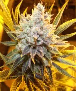 Kali Dog Feminized Cannabis Seeds | The Seed Fair