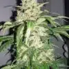 Mighty Quin Feminized Cannabis Seeds | The Seed Fair