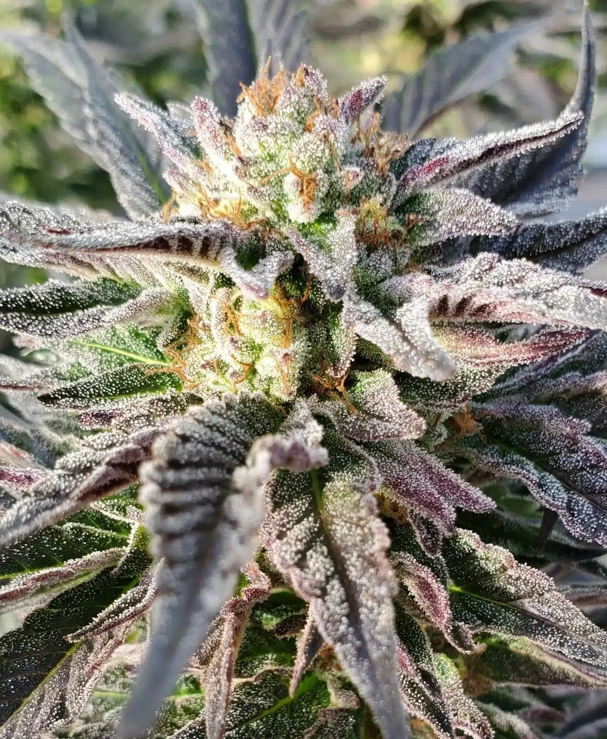 Reeses Pieces Feminized Cannabis Seeds | The Seed Fair