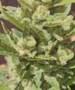 Unbroken Chain Feminized Cannabis Seeds | The Seed Fair