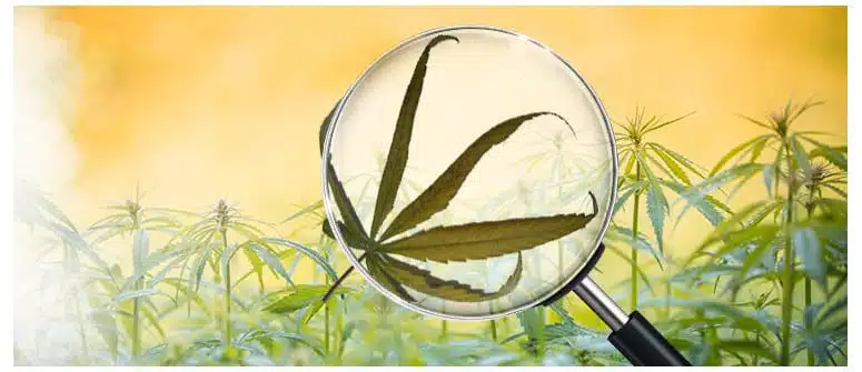 Cannabis Wind Burn And How To Avoid It | The Seed Fair Guide | The Seed Fair