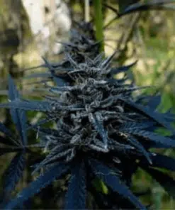 Black African Magic Feminized Cannabis Seeds | The Seed Fair