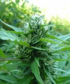 Grizzly Feminized Cannabis Seeds | Grizzly Strain | The Seed Fair