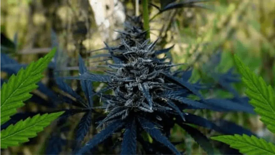 Black African Magic Feminized Cannabis Seeds | The Seed Fair