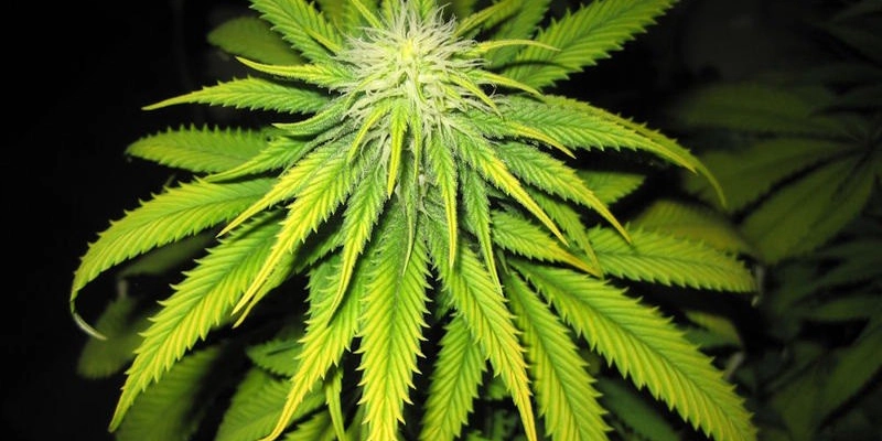 How to Fix Cannabis Iron Deficiency | Everything you need to know | The Seed Fair