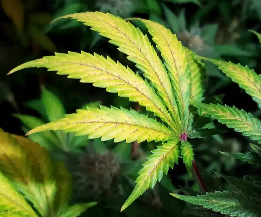 How to Fix a Cannabis Calcium Deficiency? | The Seed Fair