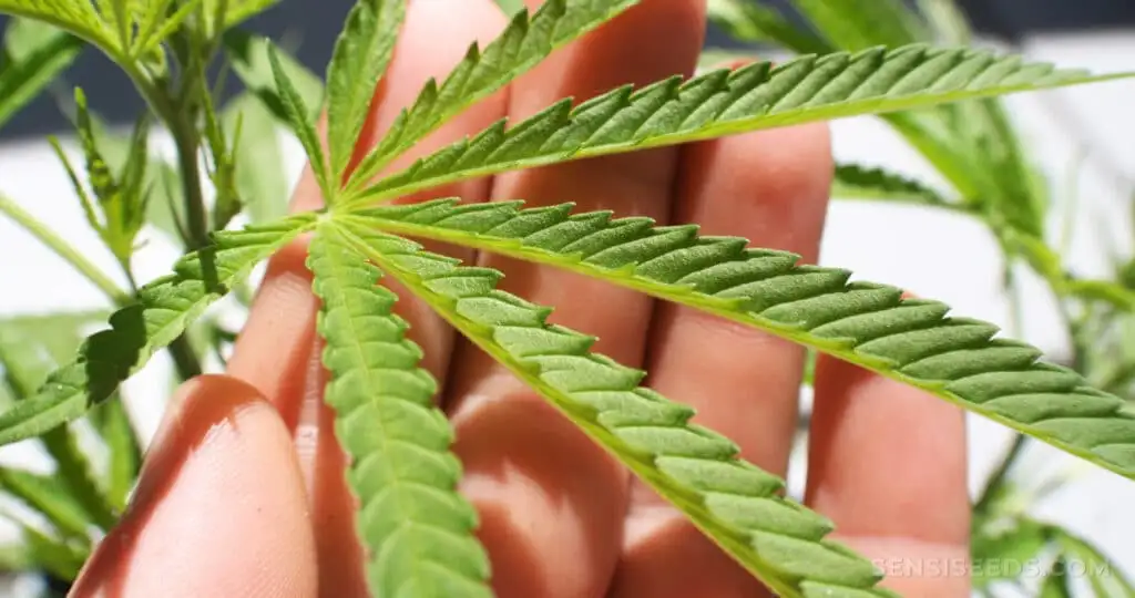 Cannabis Leaves Curling up: How to Solve | The Seed Fair