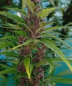 Lemon Cherry Gelato Strain