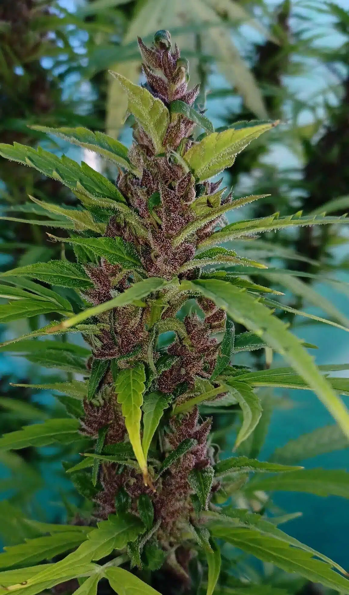 Lemon Cherry Gelato Strain