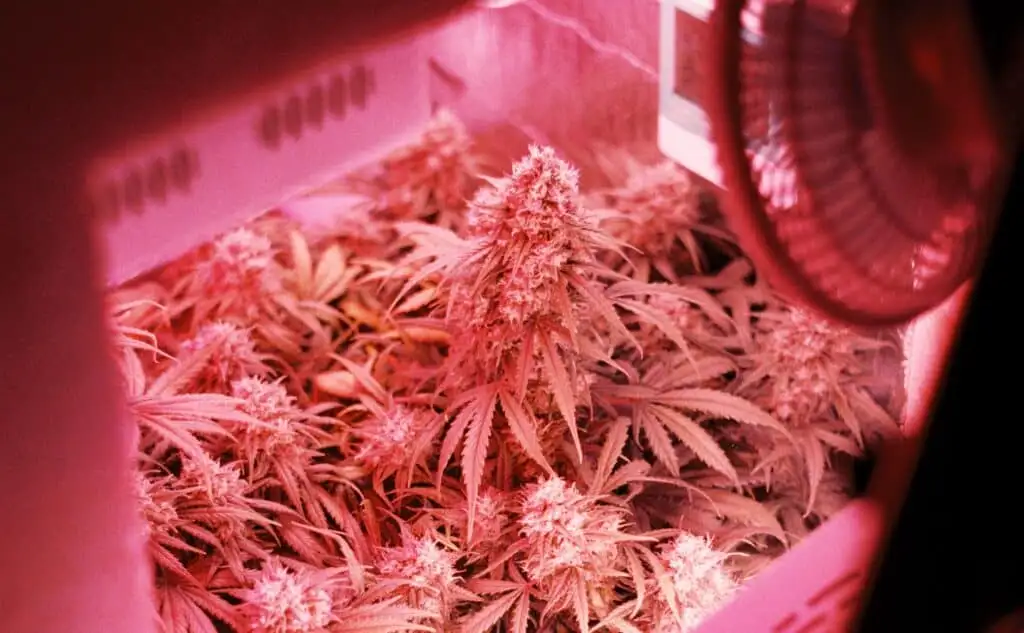 plants under LED lights for cannabis grows
