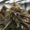 Mac 1 Feminized Cannabis Seeds | The Seed Fair