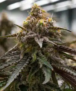 Mac 1 Feminized Cannabis Seeds | The Seed Fair