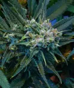 Poison Toad Feminized Cannabis Seeds | The Seed Fair