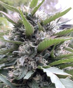 Tahquitz OG Feminized Cannabis Seeds | The Seed Fair