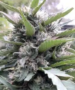 Tahquitz OG Feminized Cannabis Seeds | The Seed Fair