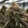 Mac 1 Feminized Cannabis Seeds | The Seed Fair