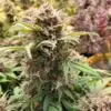 Sleepy Joe OG Feminized Cannabis Strain