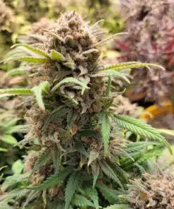 Sleepy Joe OG Feminized Cannabis Strain