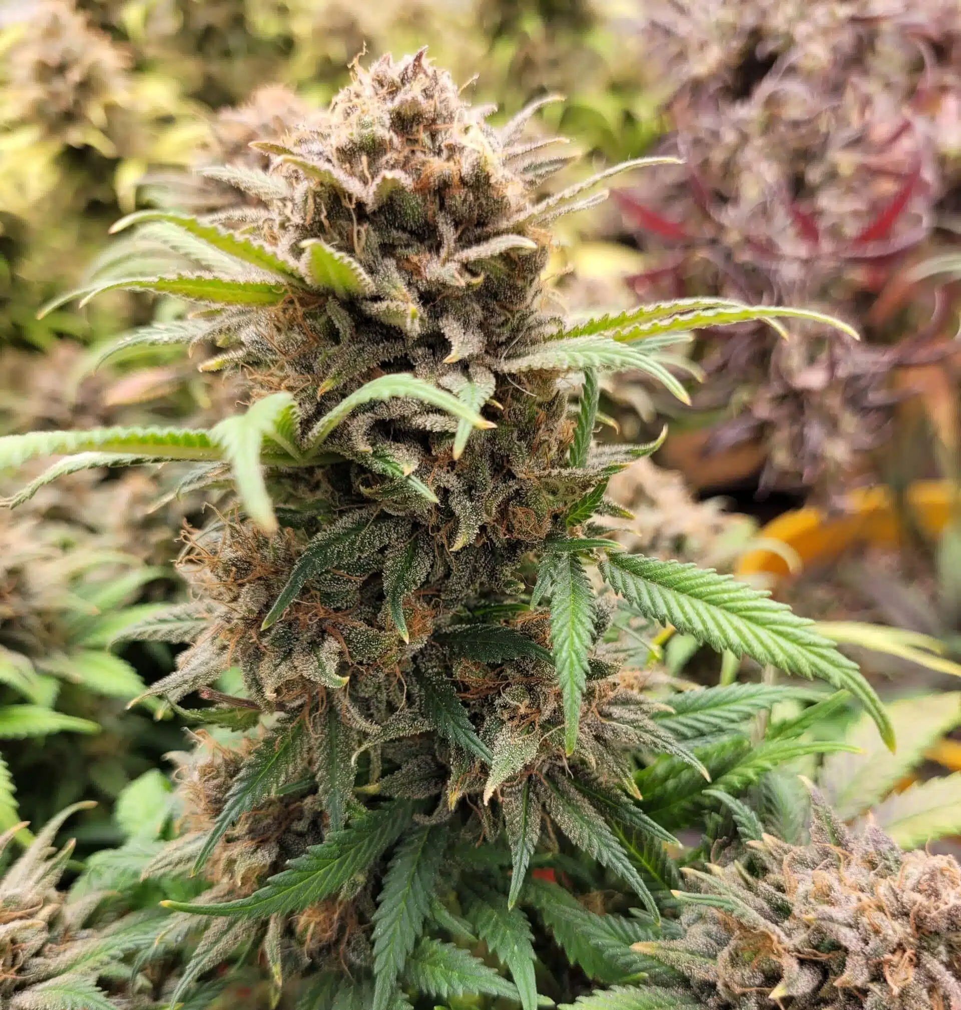 Sleepy Joe OG Feminized Cannabis Strain