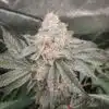 Apple Tartz Feminized Cannabis Seeds | The Seed Fair
