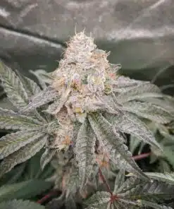 Apple Tartz Feminized Cannabis Seeds | The Seed Fair