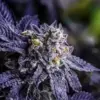 Black Truffle Feminized Cannabis Seeds | The Seed Fair