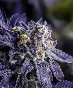 Black Truffle Feminized Cannabis Seeds | The Seed Fair