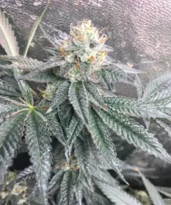 Cereal Milk Feminized Cannabis Seeds | The Seed Fair