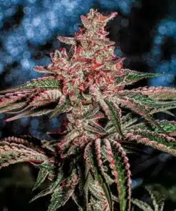 Cherry Runtz Feminized Cannabis Seeds | The Seed Fair
