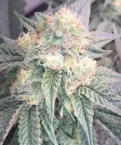 White Cherry Gelato Feminized Cannabis Seeds | The Seed Fair