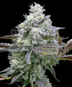 Zoap Feminized Cannabis Seeds | The Seed Fair