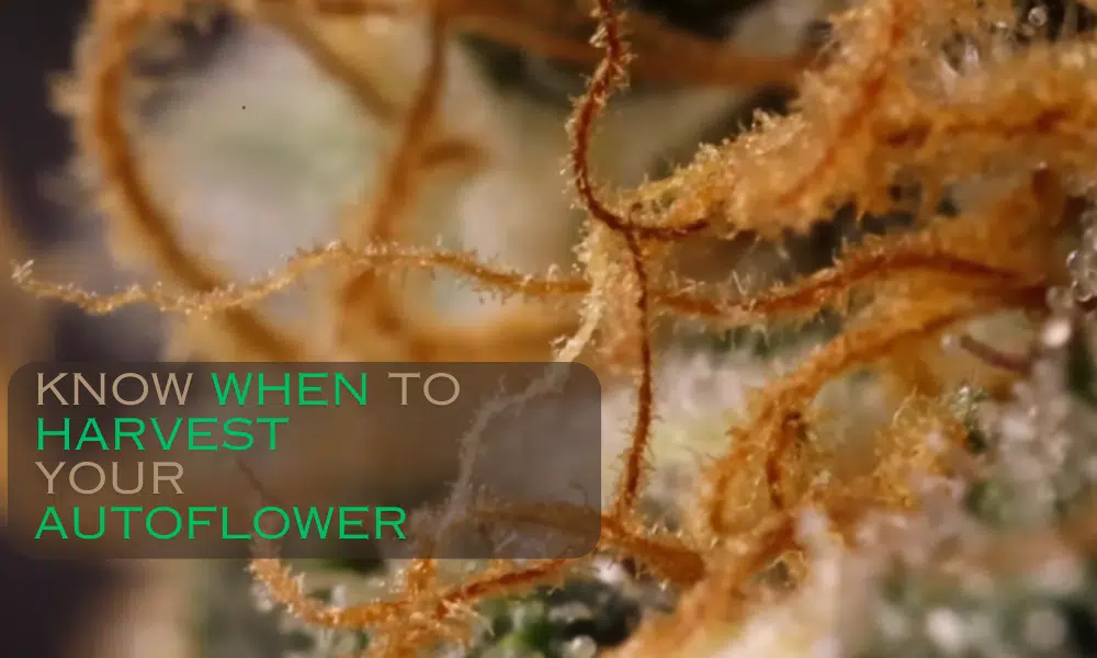 know when to harvest your autoflower