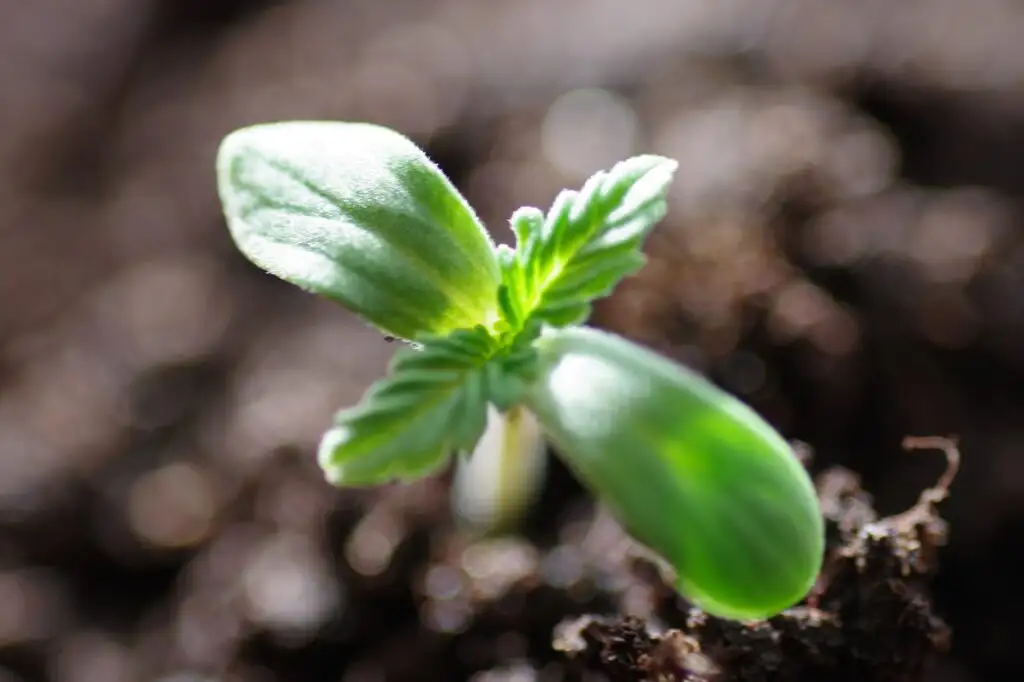 germinating seed evolving into a cannabis plant, showcasing the early stage before learning how to transplant cannabis seedlings