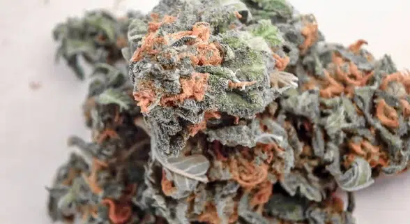 A stunning visual of orange and green cannabis buds intertwined, with distinctive orange hair on weed showcasing their ripeness and premium quality