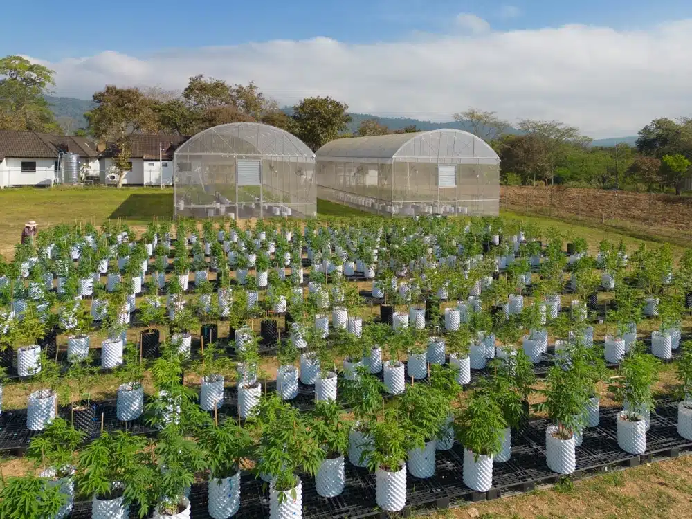 best marijuana seeds 2023 - featured image