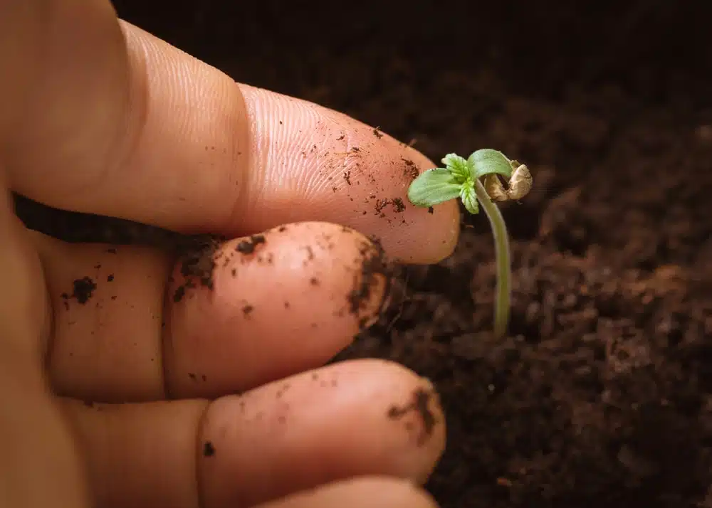 hand gently touching the baby plants that grew from seed straight into soil