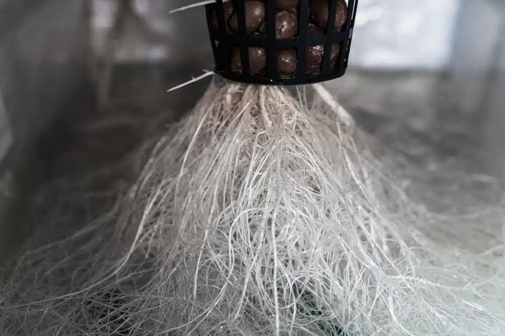 growing hydroponic marijuana, healthy roots from a hydro grow