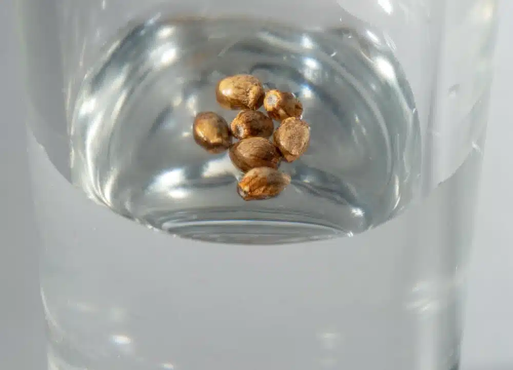 what do marijuana seeds look like - featured image