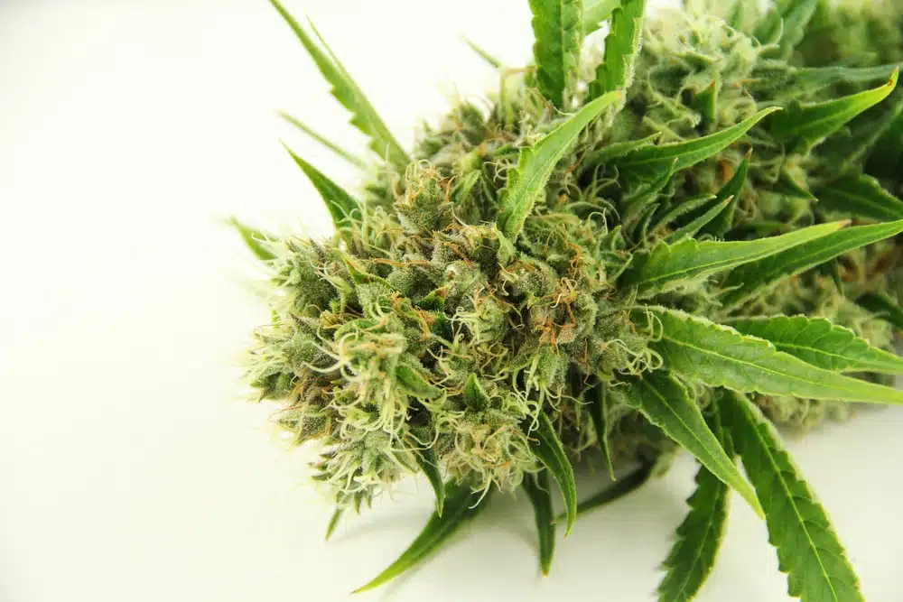 flower strain for smoke hermaphrodite plants