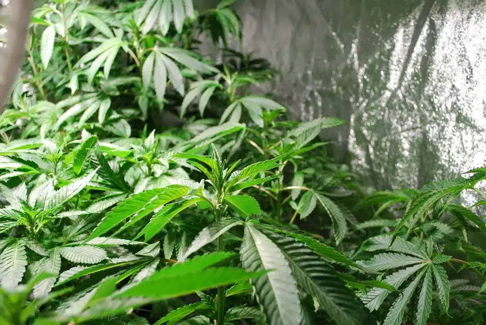 outdoor cannabis plants in grow tent for trying if marijuana seeds float or sink in water