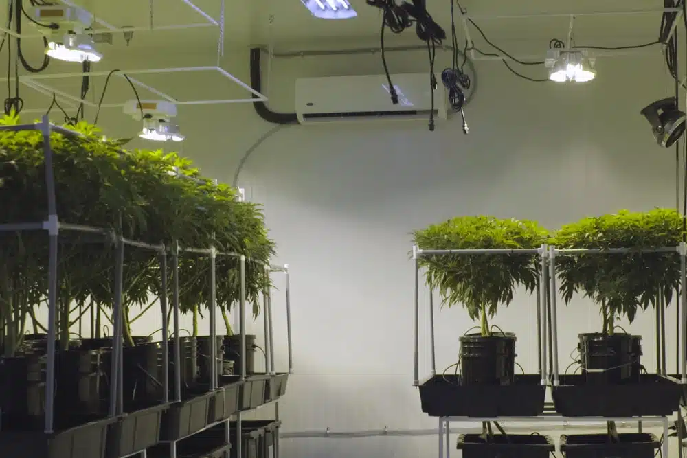 can a clone be a mother plant - featured image