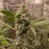 Chiquita Banana Feminized Cannabis Strain