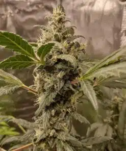 Chiquita Banana Feminized Cannabis Strain