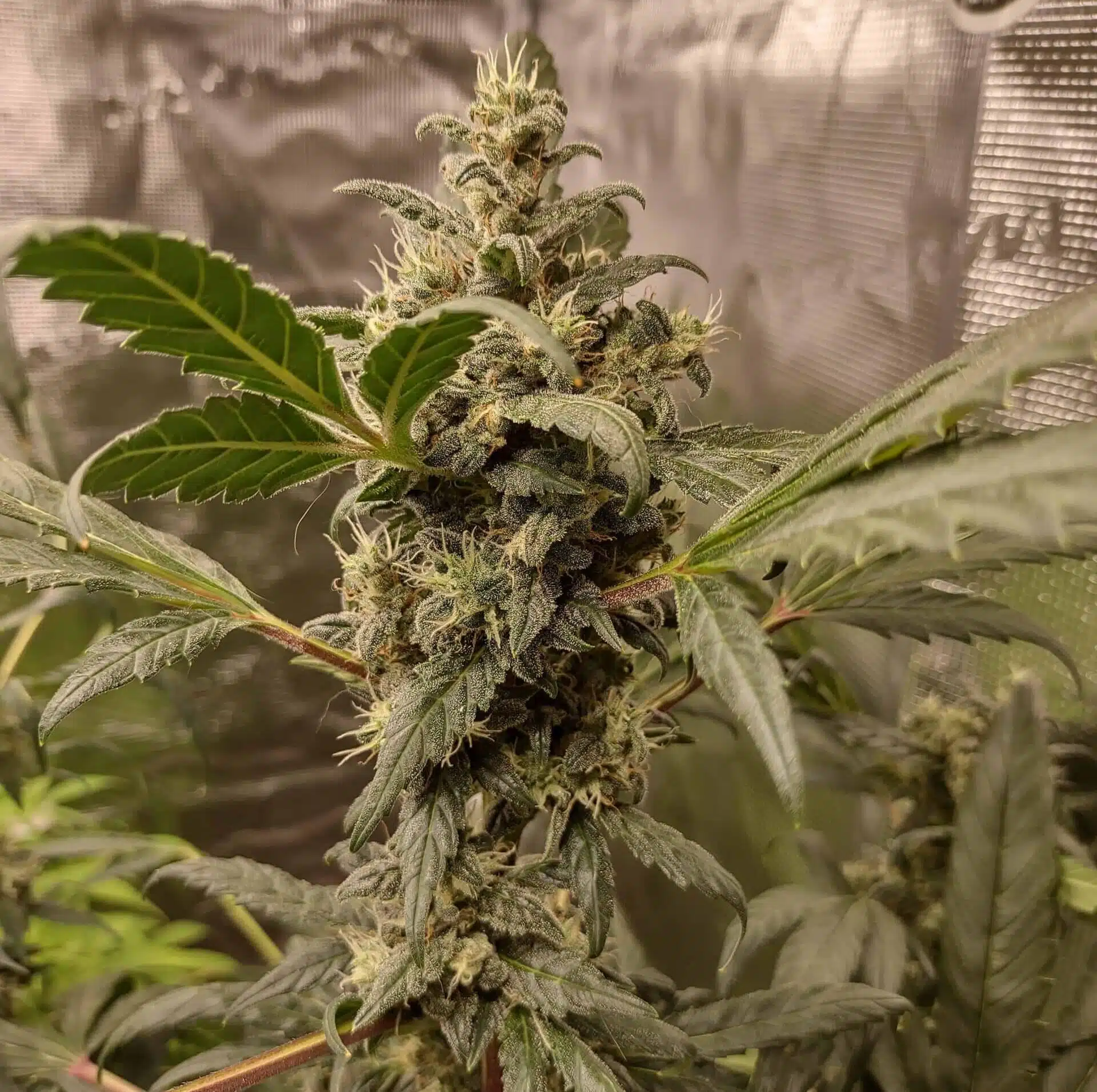 Chiquita Banana Feminized Cannabis Strain